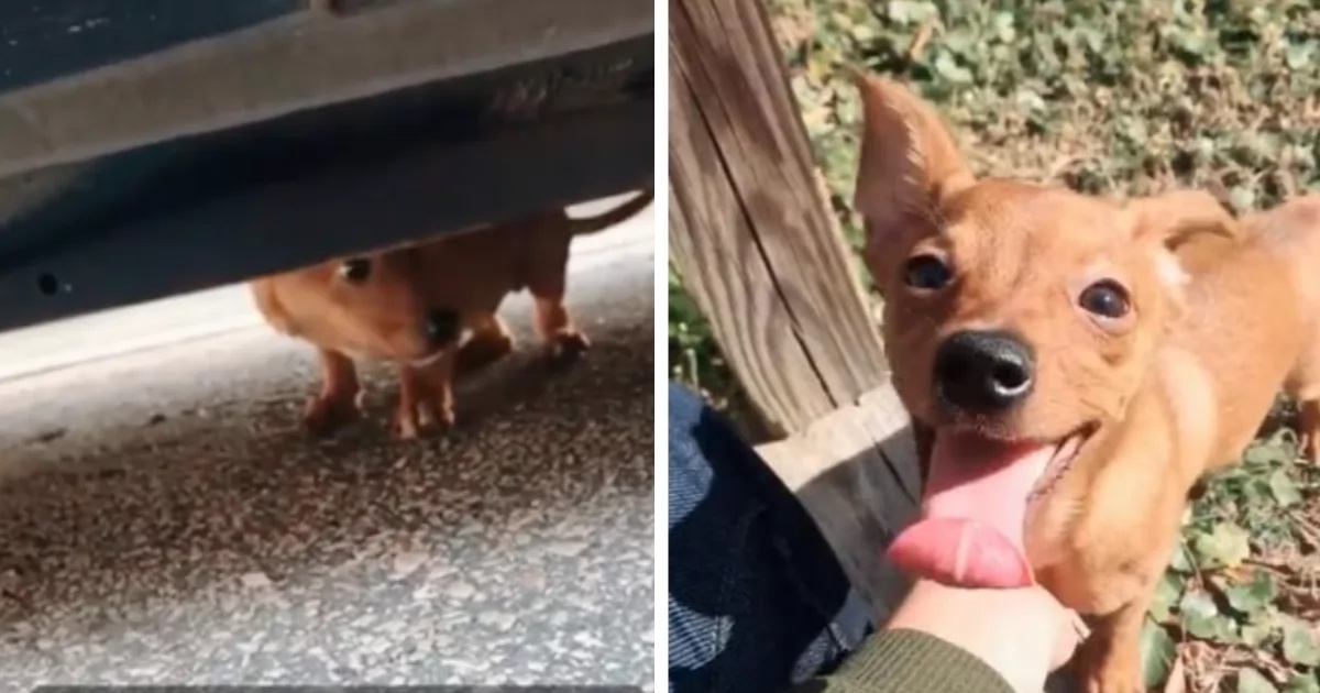 Il salvataggio di Peanut