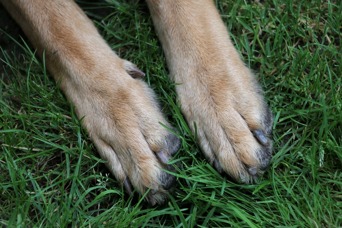 Accusa un malore per strada: il cane Poldo sveglia i residenti