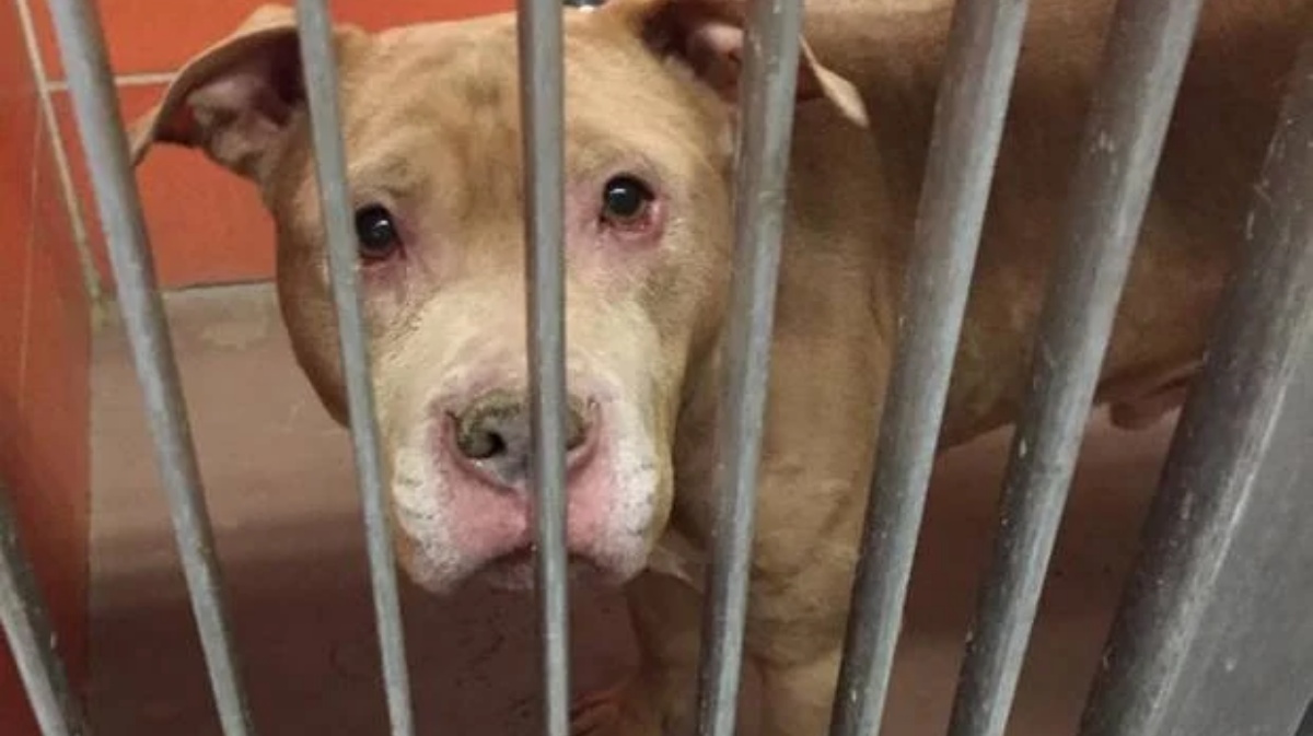Il meraviglioso gesto di queste ragazze per un anziano cane, ha scatenato una vera e propria reazione a catena di amore