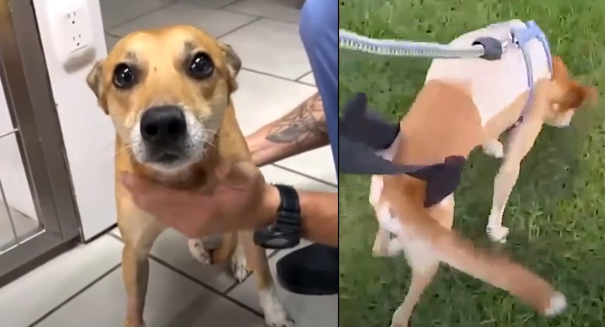 Il salvataggio del cane Rosco