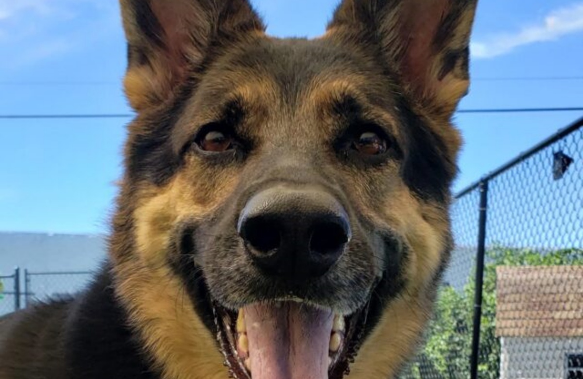 Sadie, la cagnolina che salva la vita del suo papà