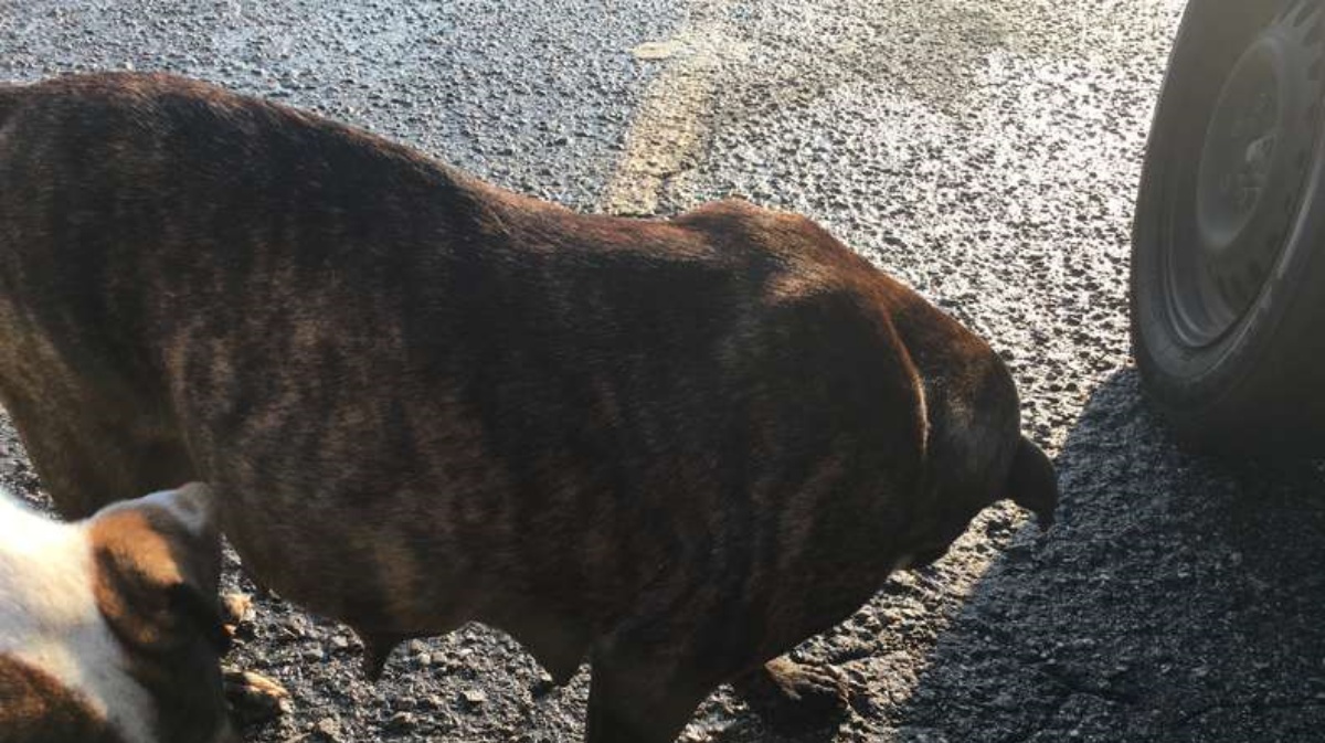 Cagnolina incinta salvata dalla strada, decide di fare un regalo inaspettato ai suoi soccorritori il giorno del parto