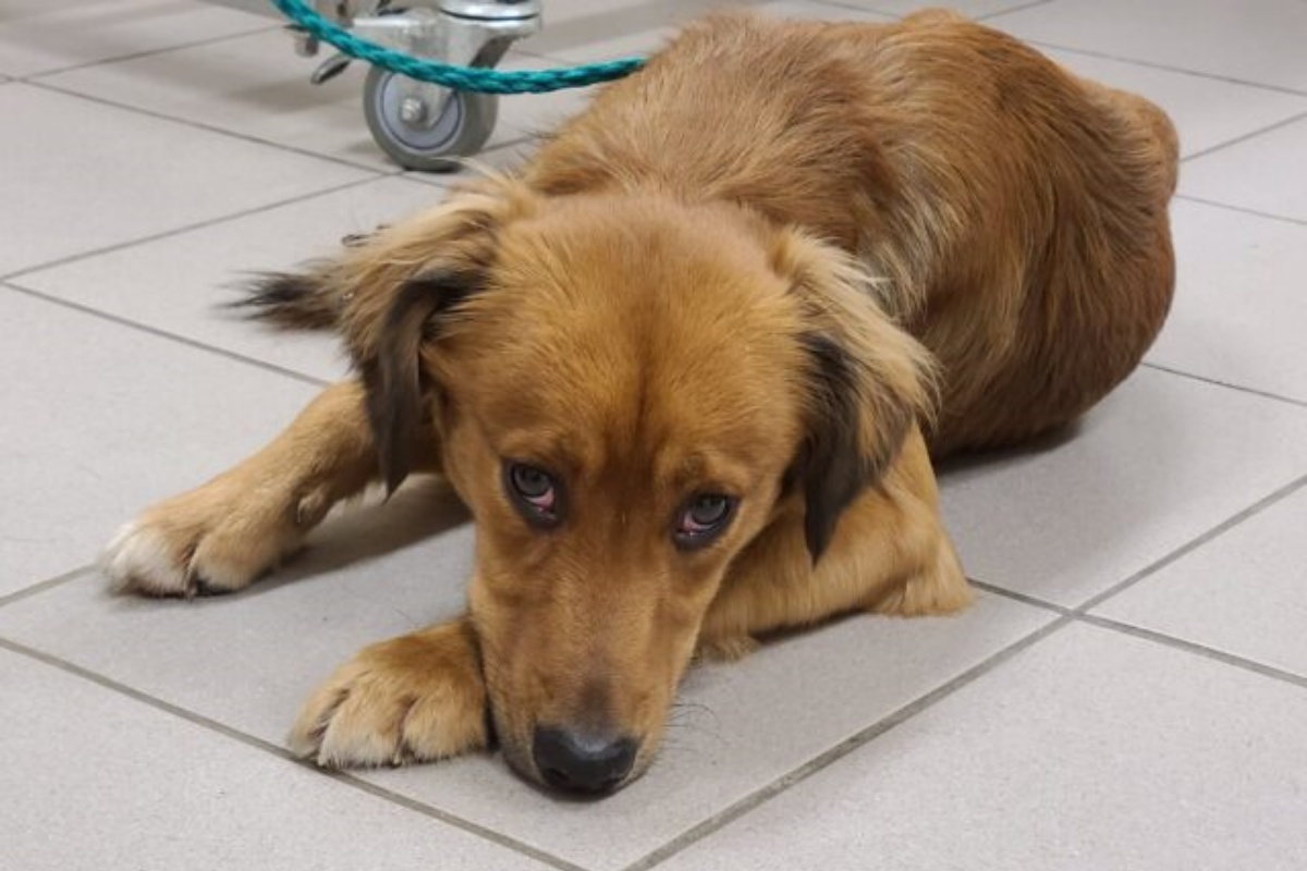 Appena arrivato nel rifugio, il primo veterinario aveva deciso di sopprimerlo