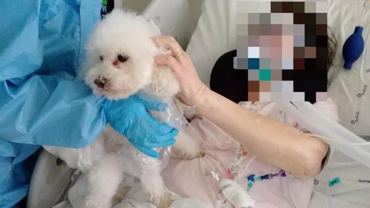 Anziana signora intubata nel reparto Covid riabbraccia il suo cane: l’emozionante incontro ad Arezzo