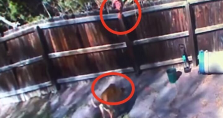 Infastidita dal cane del vicino, decide di fargli del male nel peggiore dei modi. Ma le telecamere la incastrano