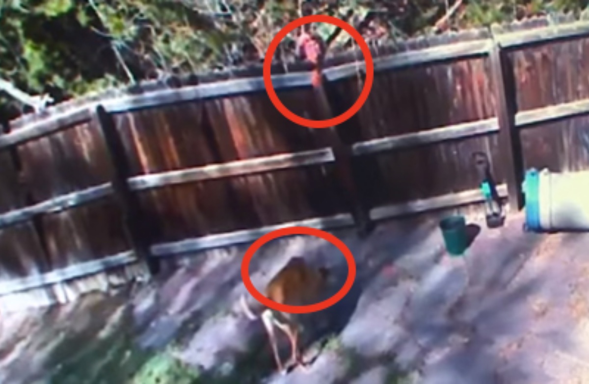 Infastidita dal cane del vicino, decide di fargli del male nel peggiore dei modi. Ma le telecamere la incastrano