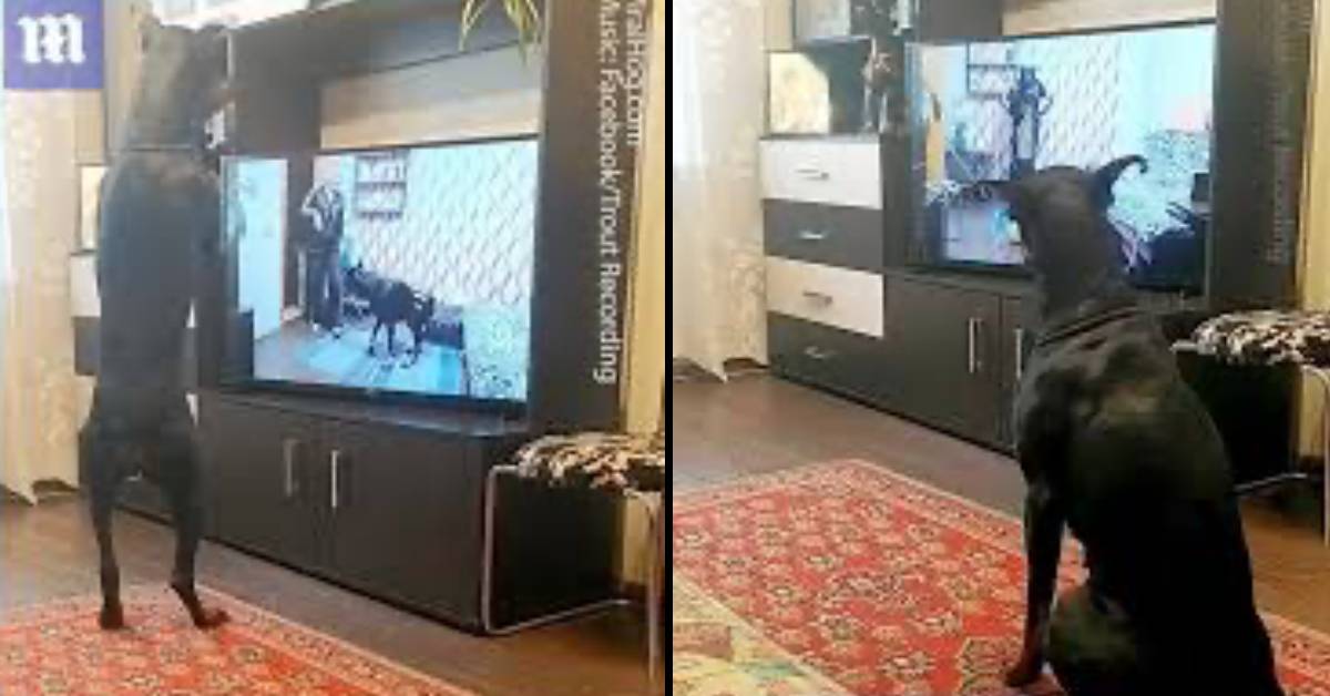 Adorabile cucciolo di dobermann si allena ogni giorno: il video diventa virale