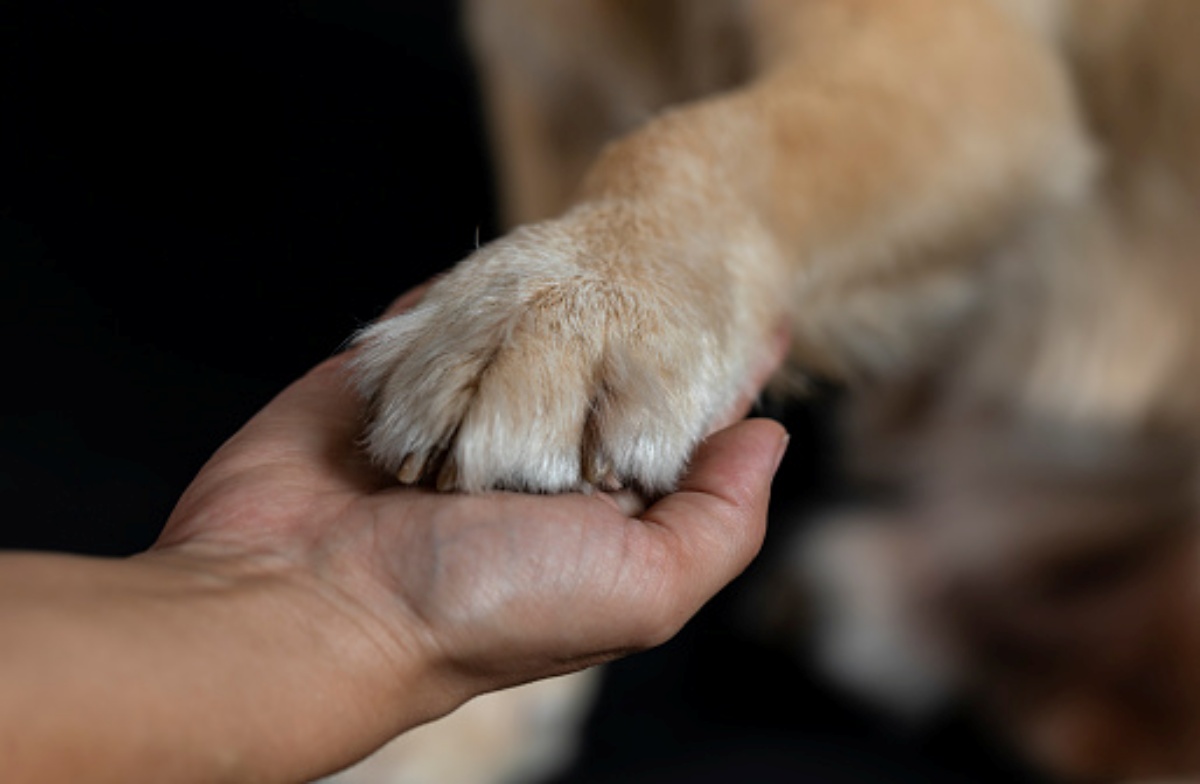 Agricoltore decide di lasciare la sua eredità al cane 