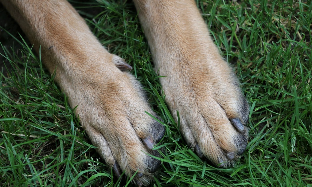 Agricoltore decide di lasciare la sua eredità al cane