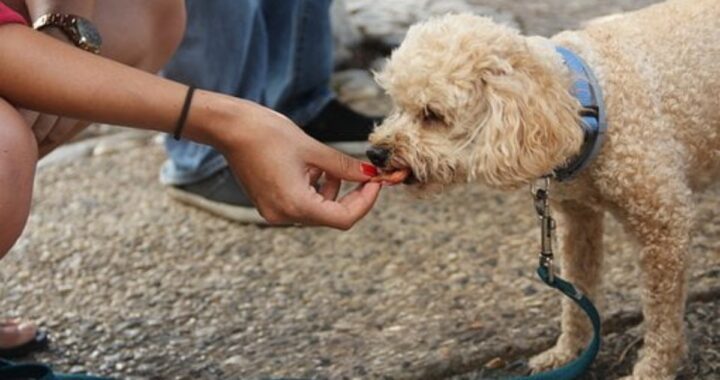 Attenzione ai proprietari di animali domestici. Sapevate che c'è un alimento potenzialmente pericoloso sia per i cani che per i gatti? Di cosa si tratta