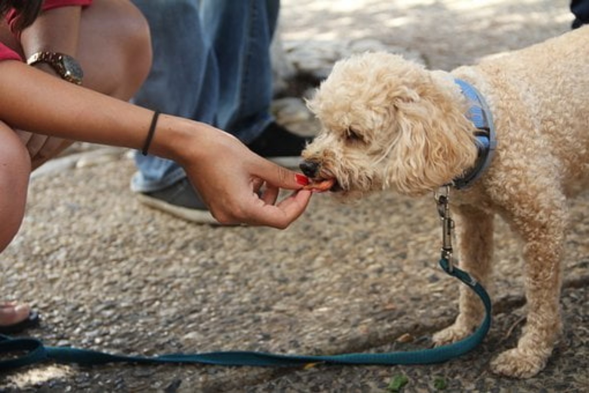 Attenzione ai proprietari di animali domestici. Sapevate che c’è un alimento potenzialmente pericoloso sia per i cani che per i gatti? Di cosa si tratta