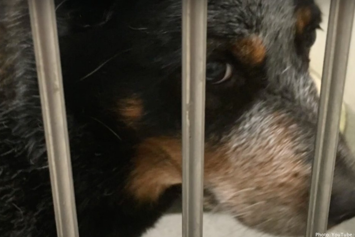 La storia di Baby Dog, il cucciolo che è rimasto vicino al suo amico umano ormai senza vita