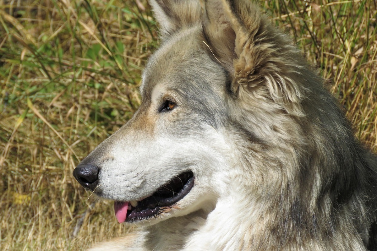 Bambina 11 anni aggredita da un cane lupo