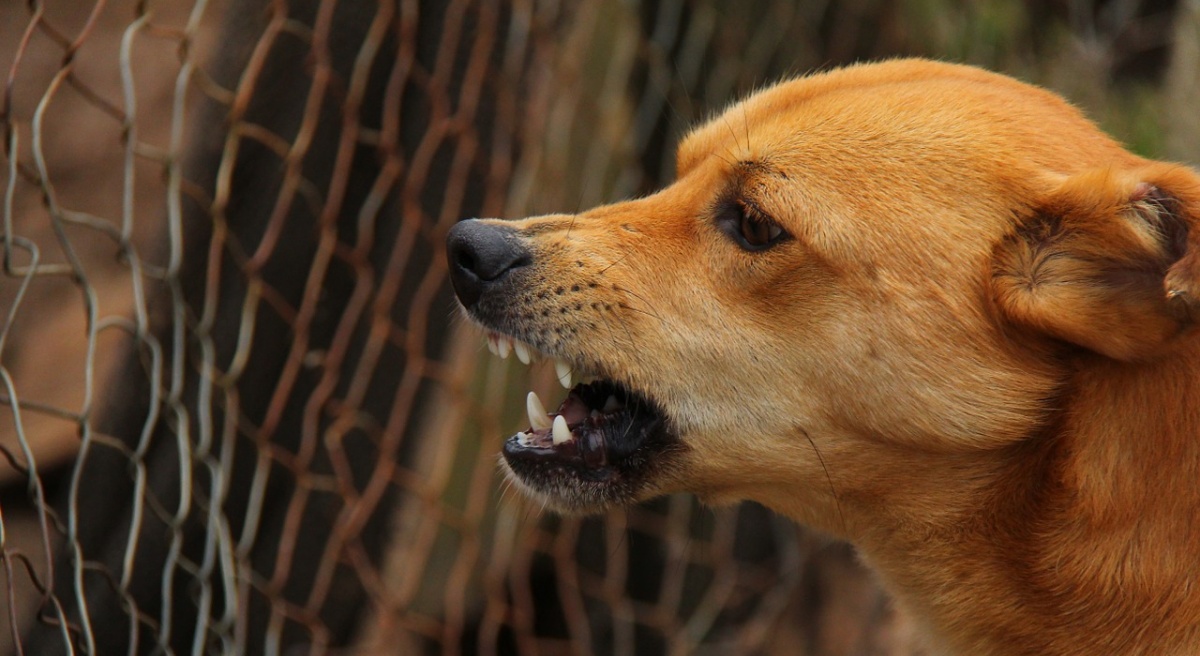 Cani randagi aggrediscono una bambina di 7 anni