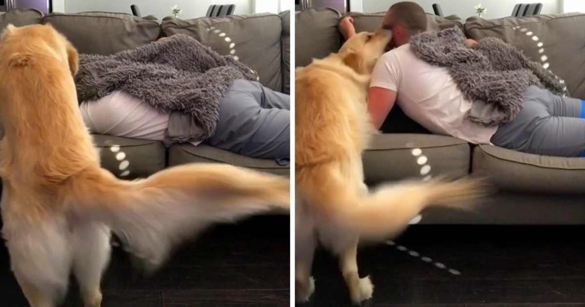 Ma come si sono permessi? Benny si accorge che mamma e papà si sono sdraiati sul divano senza di lui. Guardate cosa per sistemare le cose