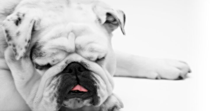 Bulldog dorme con la ciotola