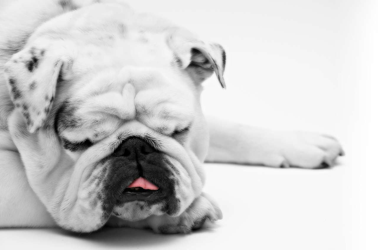 Bulldog dorme con la ciotola
