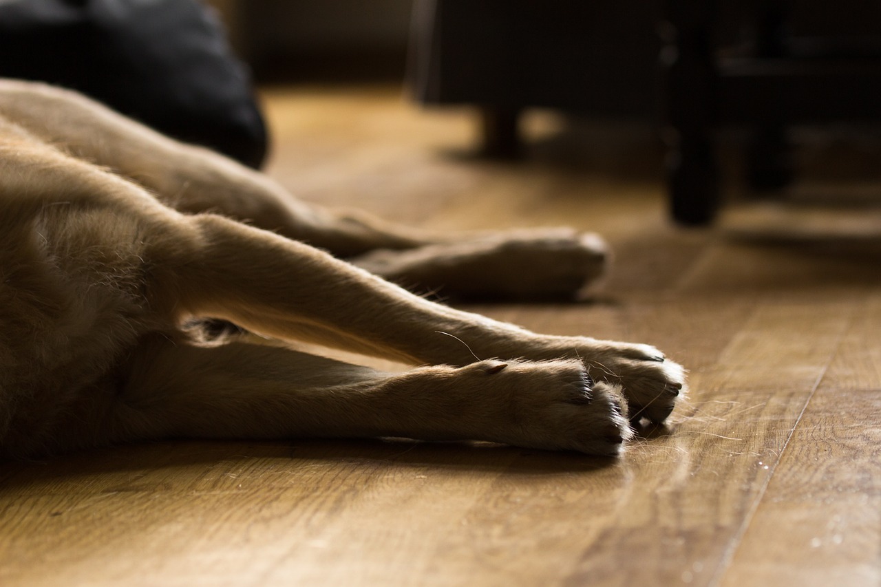 cagnolina incinta e ferita