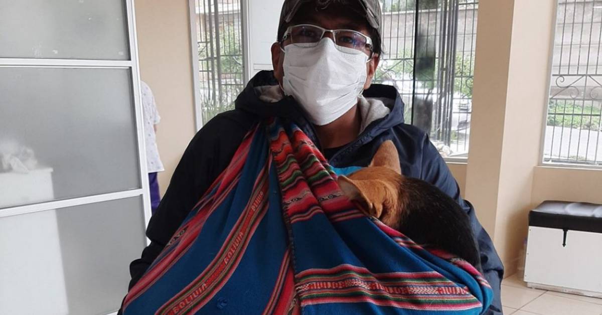 Ha percorso chilometri con quella cagnolina inerme in braccio per raggiungere la clinica e implorare i medici di aiutarlo