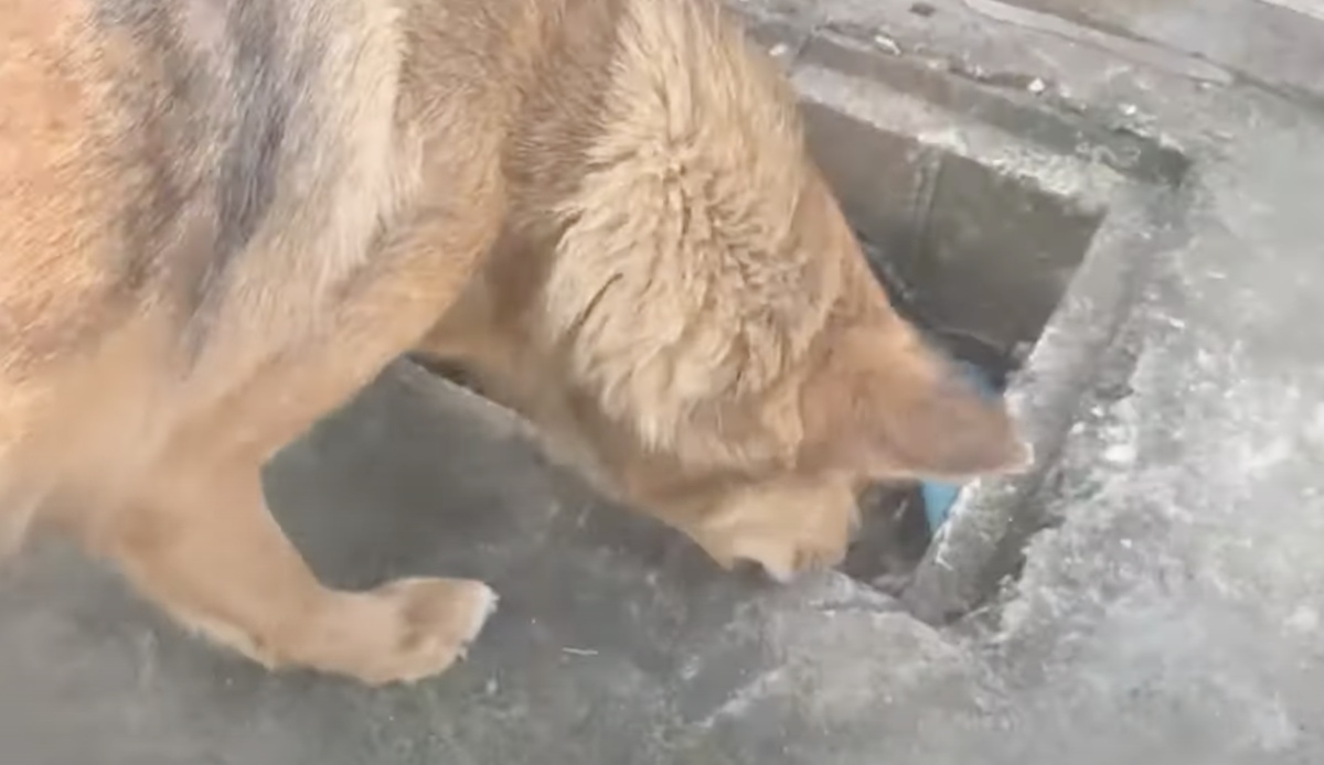 Il pianto disperato di una cagnolina randagia 