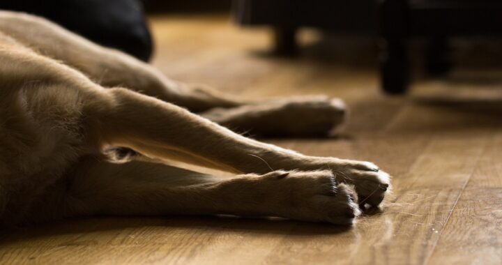 Cane con un tumore in fase terminale rischia di spegnersi da solo in canile: la decisione dei volontari