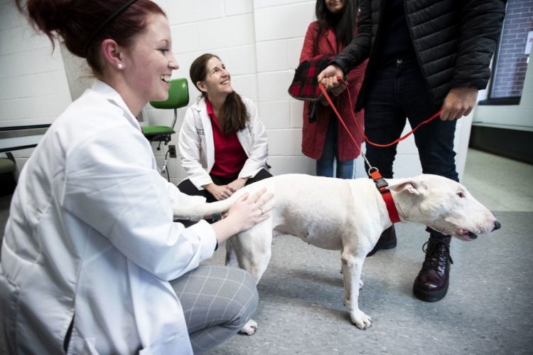 Il bull terrier guarito