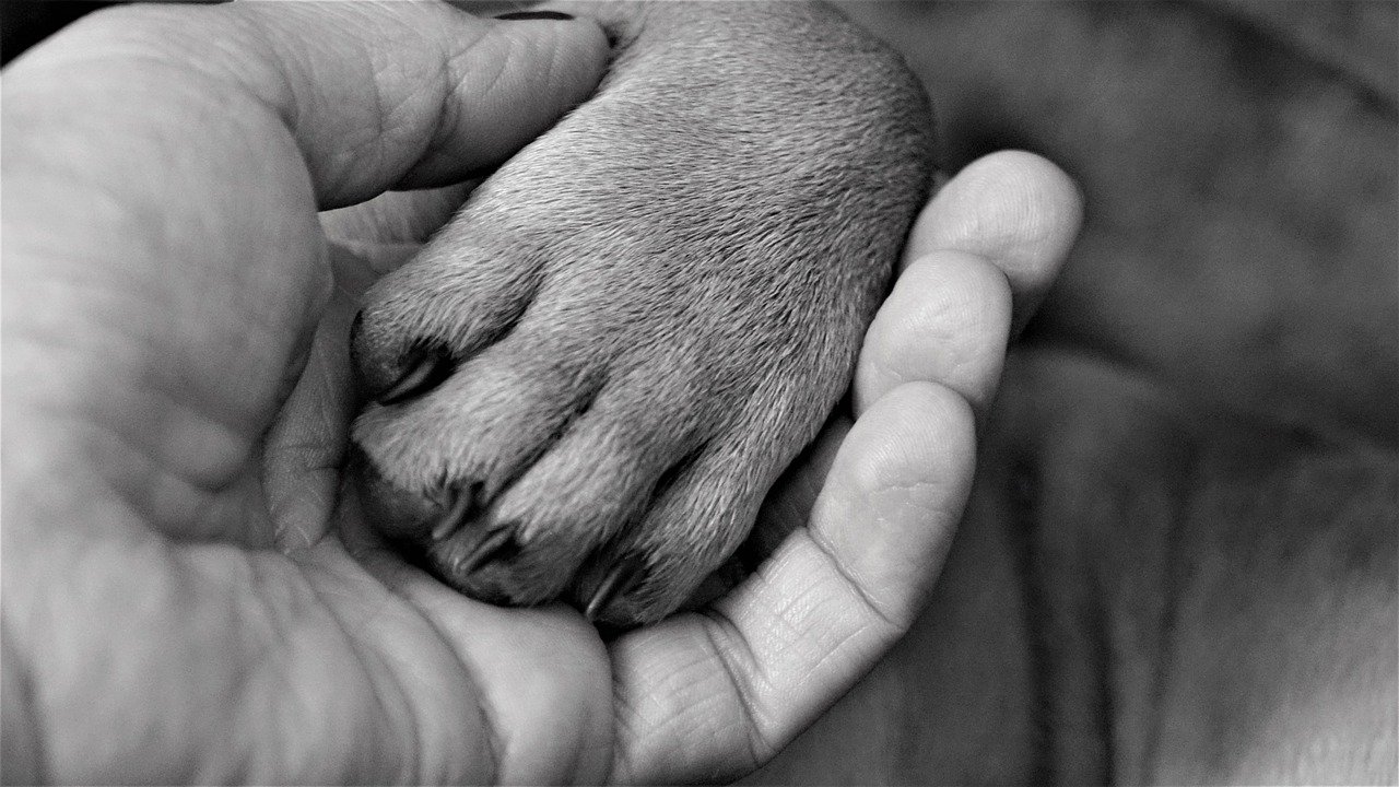 cane dal proprietario in punto di morte