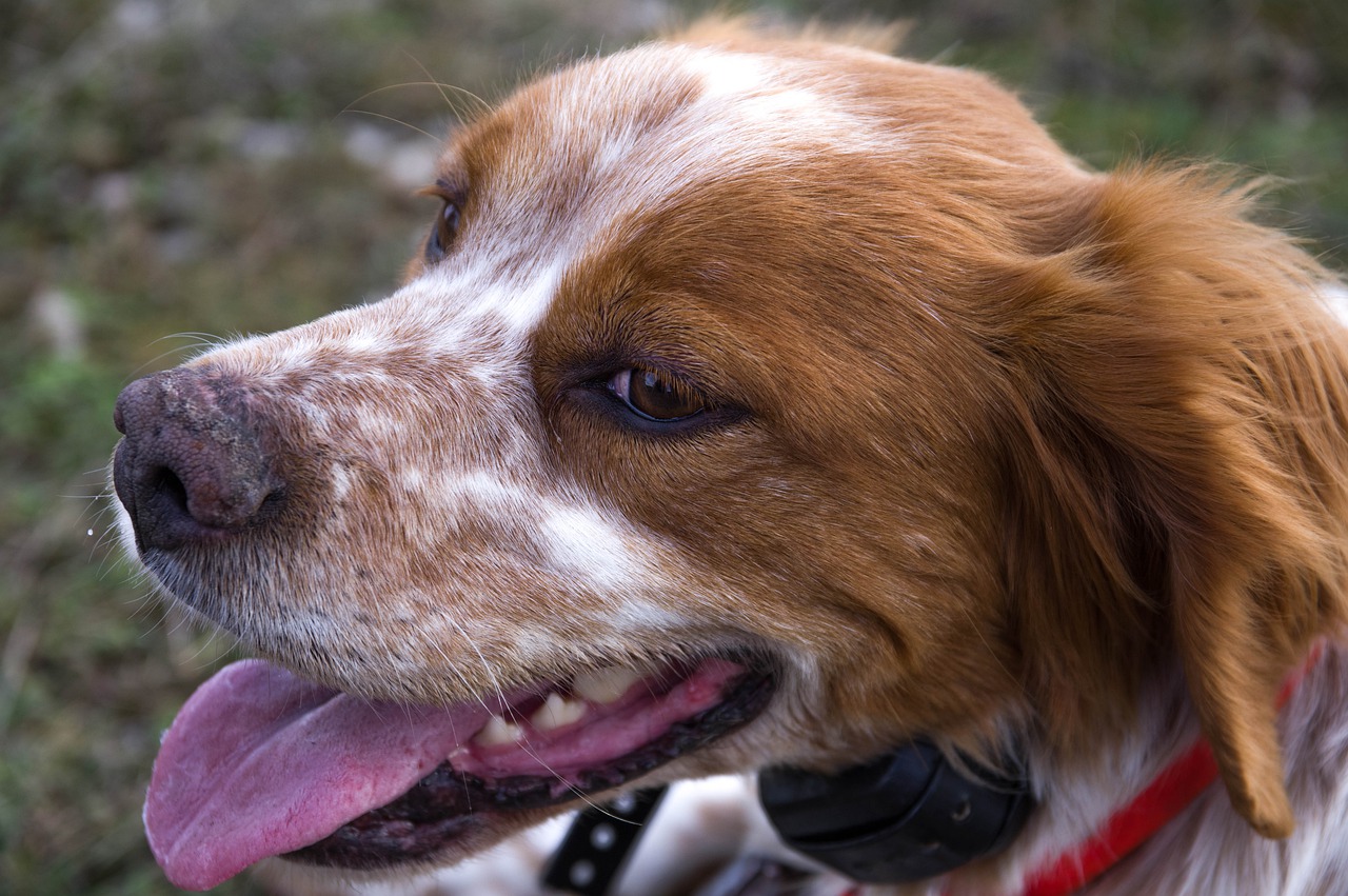 Cane della vicina scava un buco sotto la recinzione ma solo dopo scoprono perché l’ha fatto