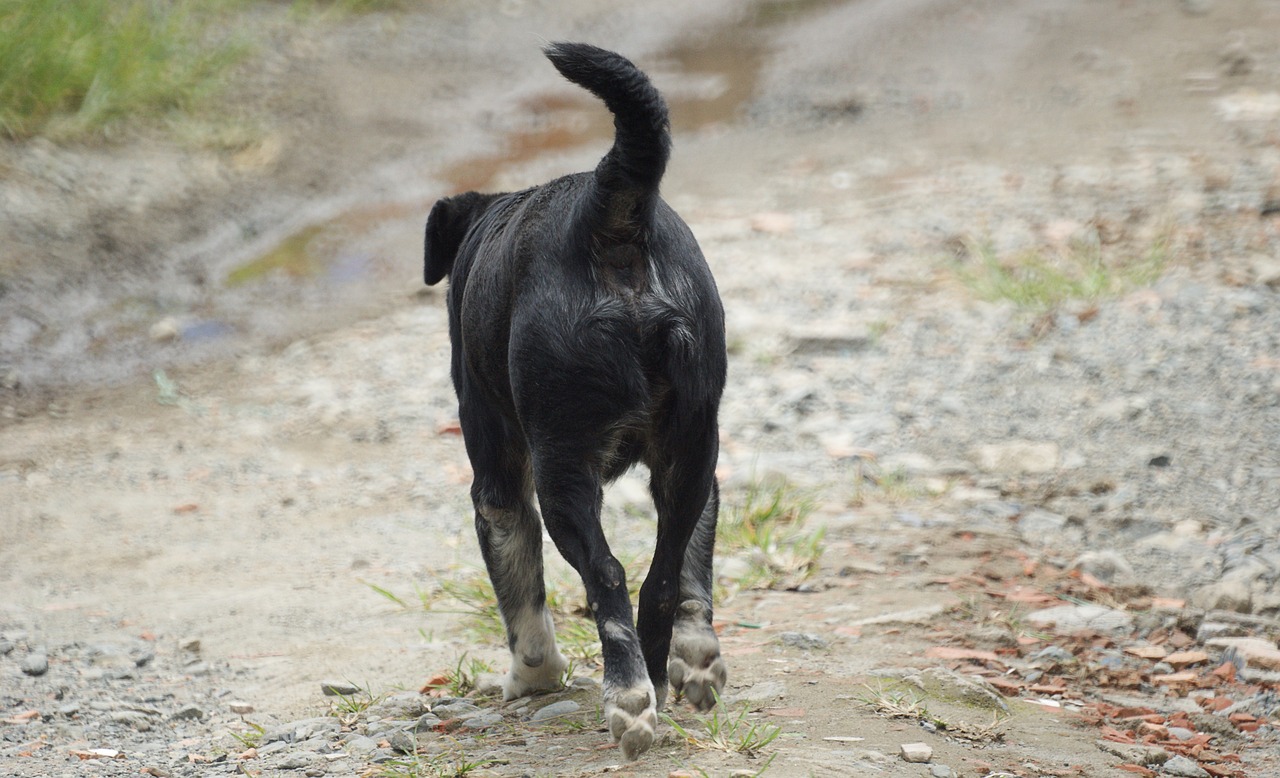 Cane ferito al naso