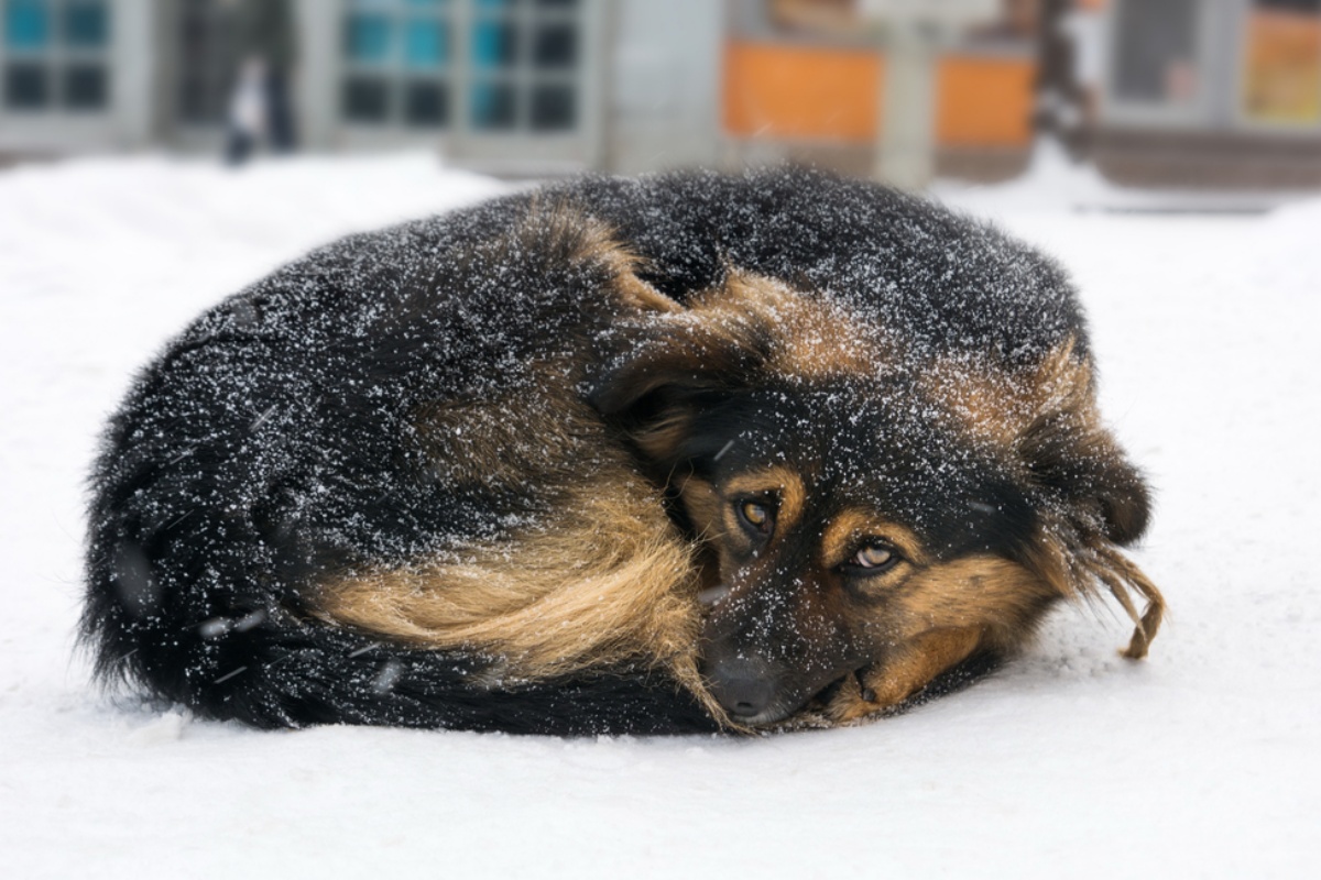 Donna chiama gli agenti di polizia, per avvisarli di aver lasciato il suo cane al freddo