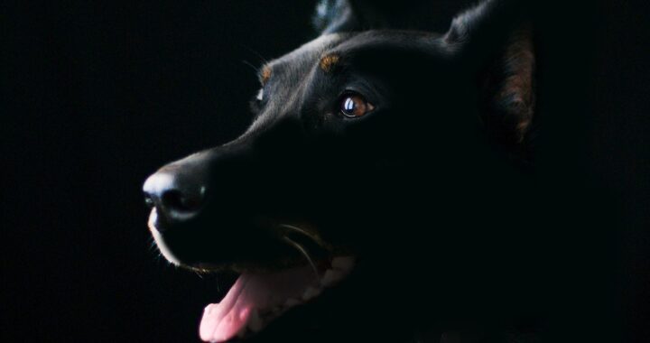 cane incatenato al lampione