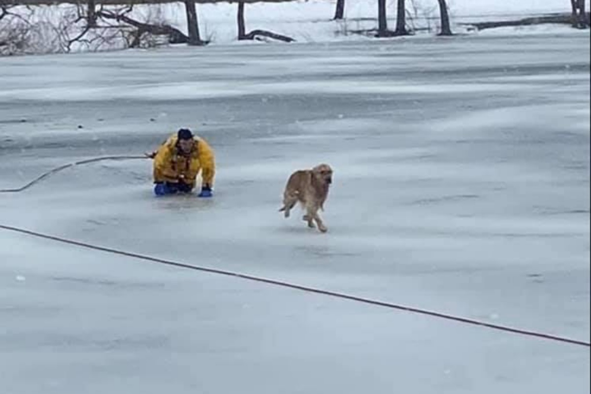 cane lago