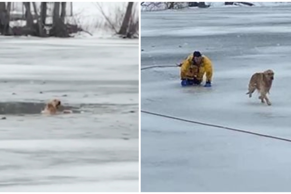 Vigili del Fuoco salvano la vita di un cane caduto in un lago: ecco cosa hanno fatto