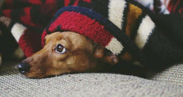 cane