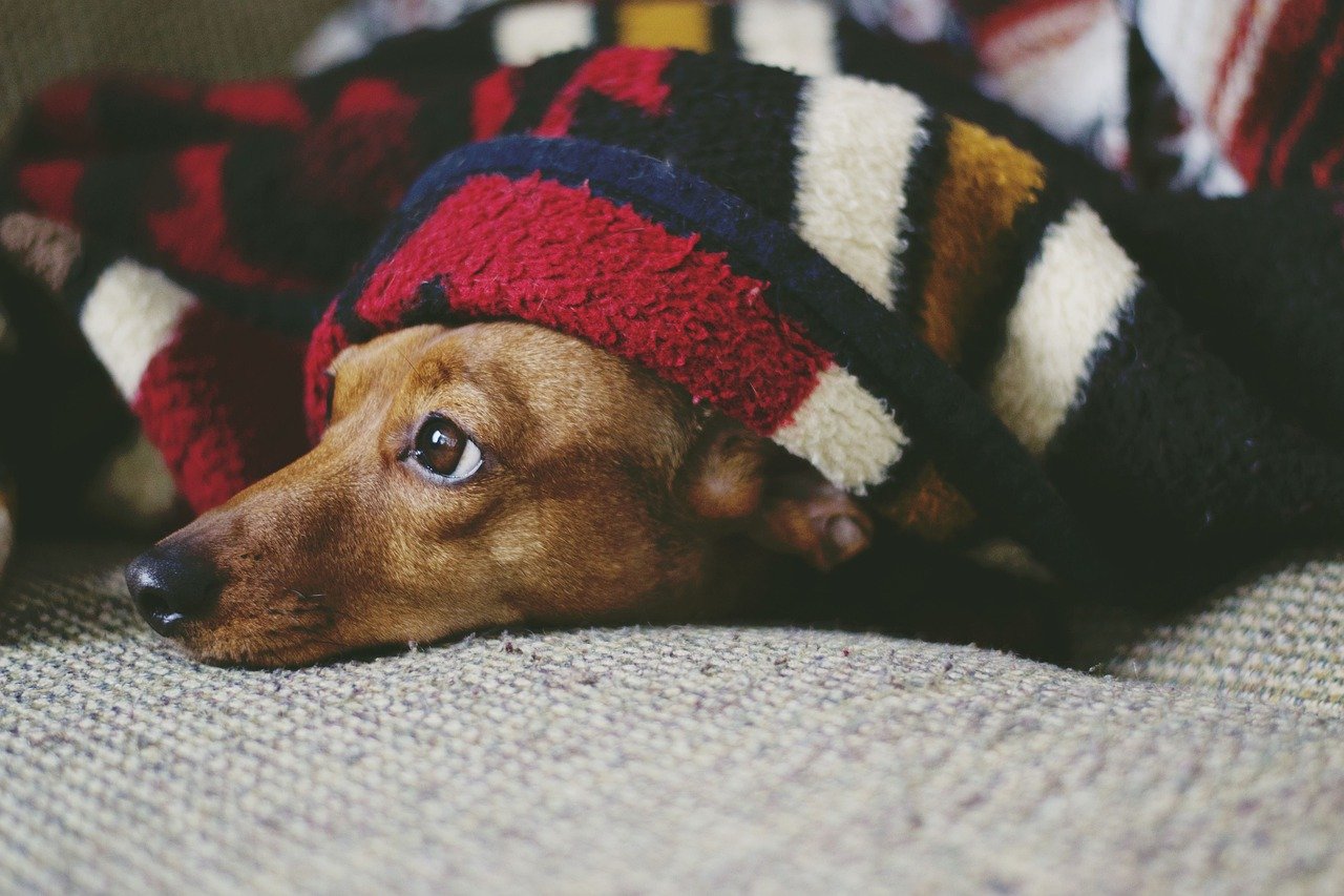 cane odia il freddo