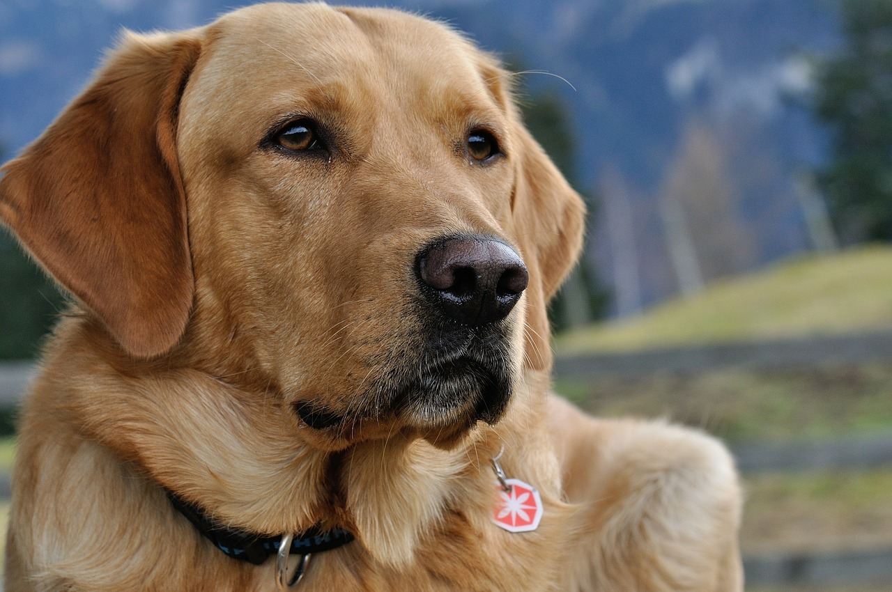 Cane piange per il suo amico