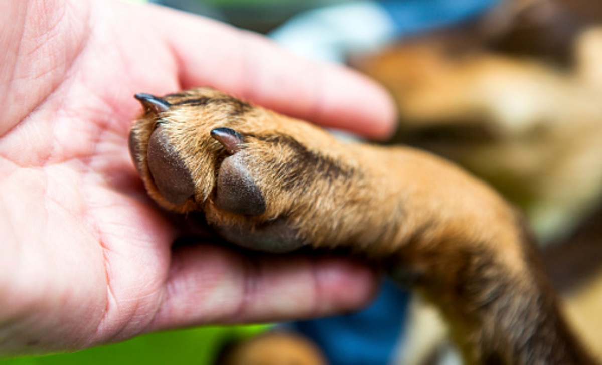 Roma, cane picchiato