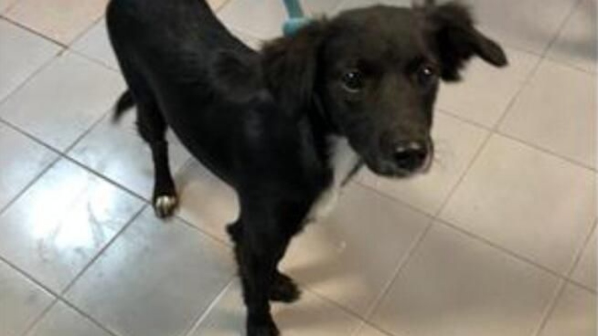 Rabbia a Roma: cane picchiato davanti agli occhi dei passanti e lasciato per strada. Rintracciato il responsabile