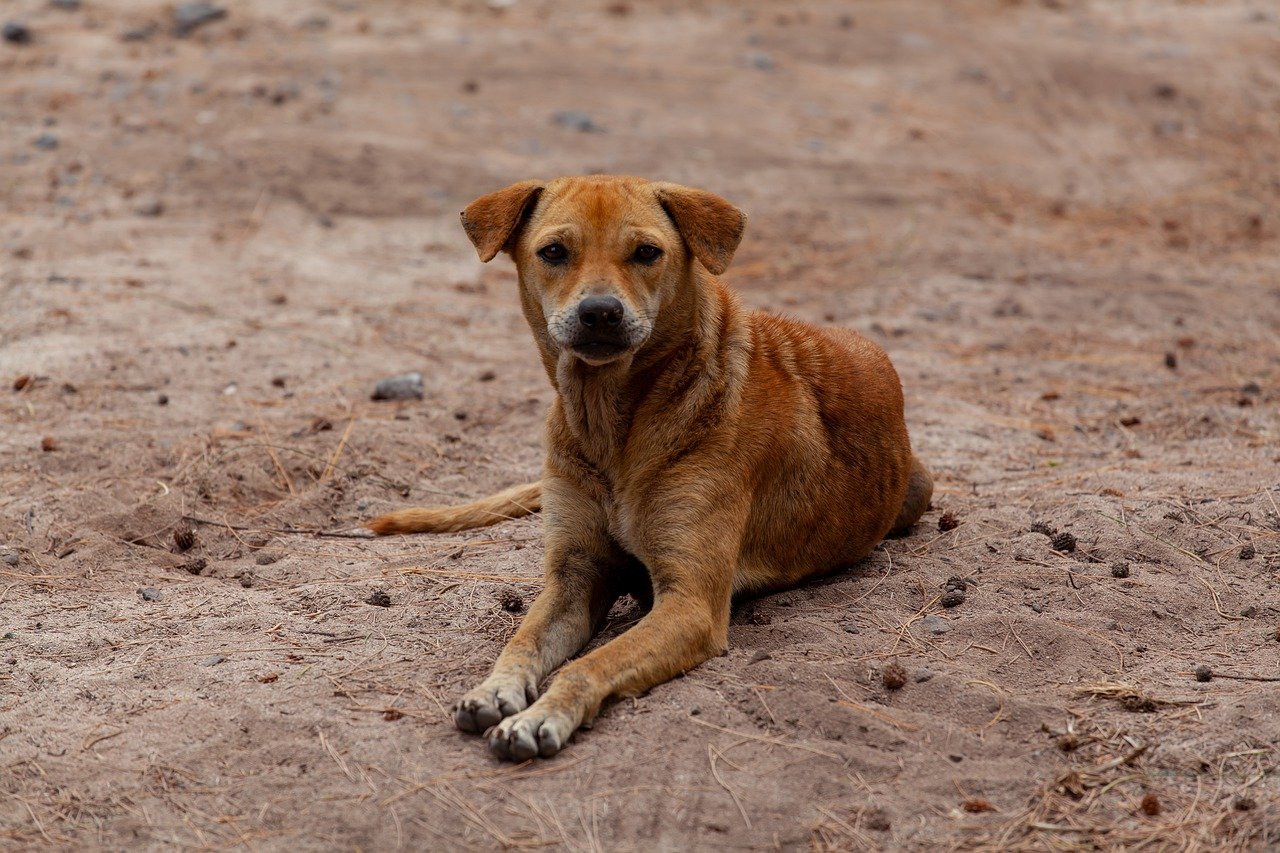 Puppy living on the street