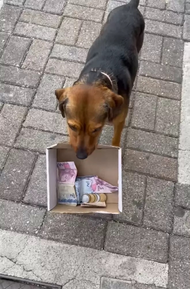 Cane raccoglie fondi
