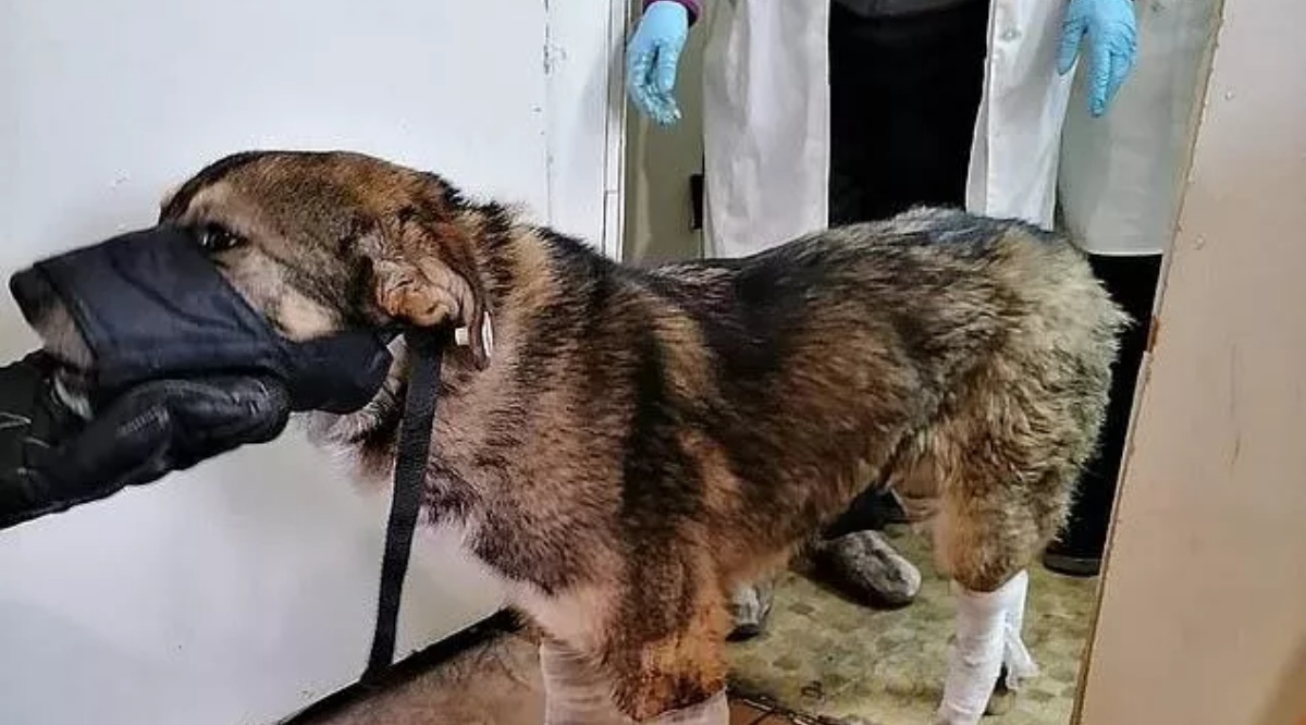 Cane randagio salvataggio ghiaccio