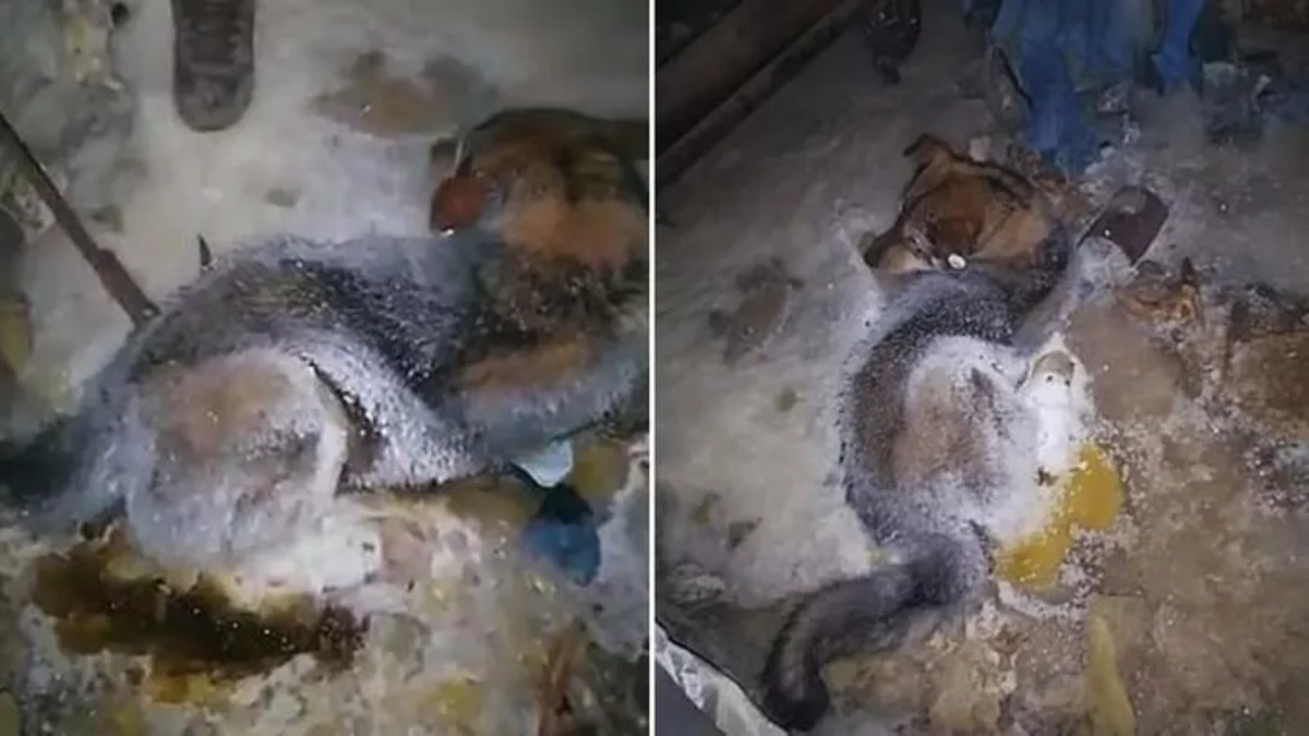 Cane randagio salvataggio ghiaccio