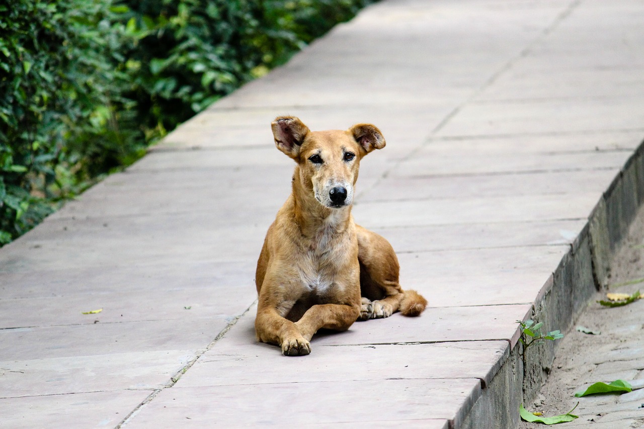 Cane randagio va ogni giorno da un uomo a implorare amore