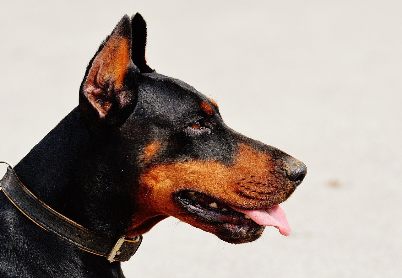 Cucciolo di Doberman