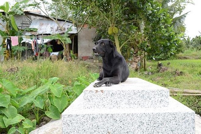 Il cucciolo di nome Mino