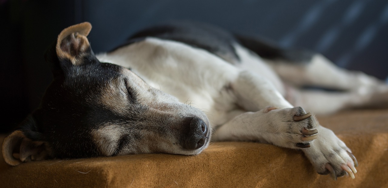 Cane vittima di incidente