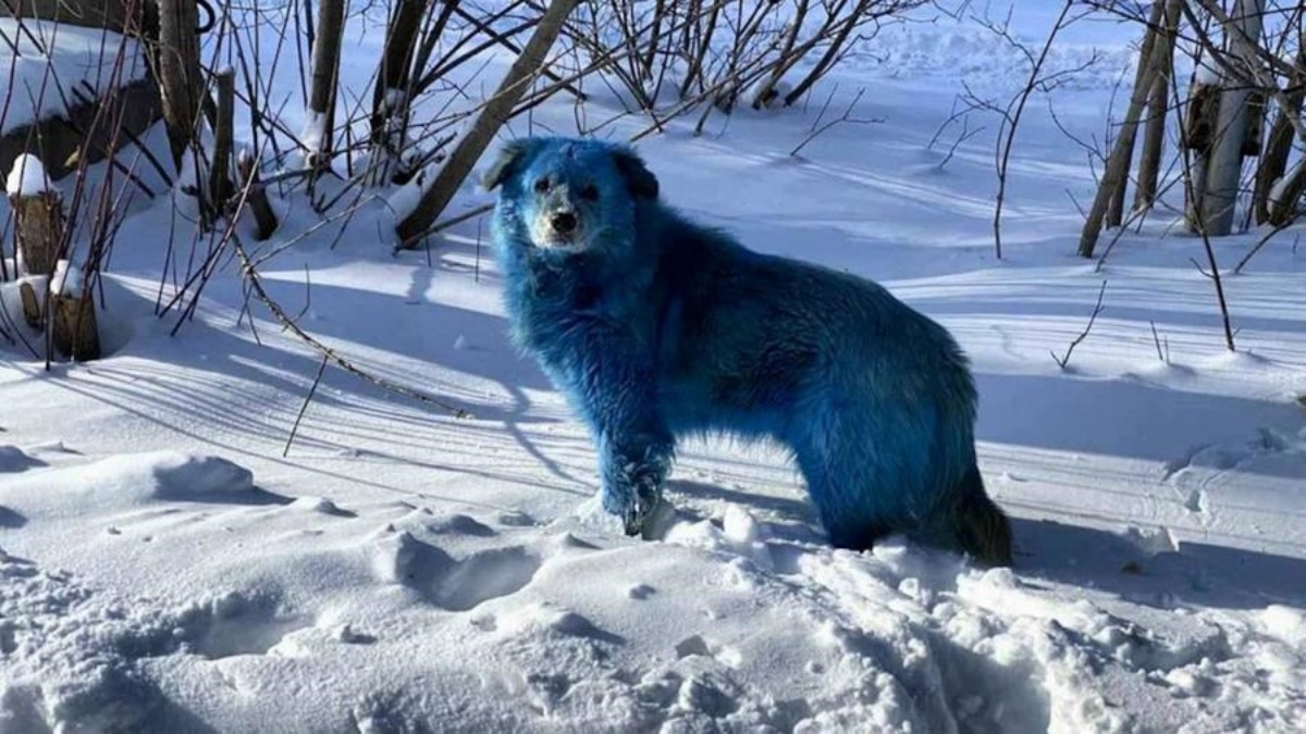 Cani con il pelo blu: si indaga su una fabbrica