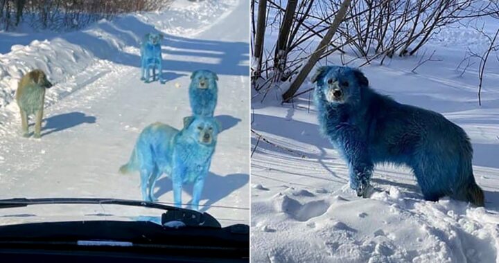 Cani con il pelo blu: si indaga su una fabbrica