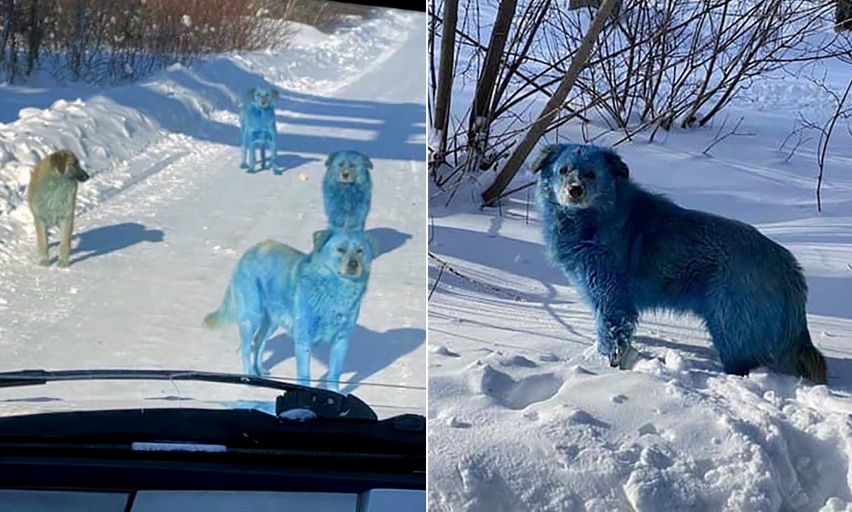 Cani con il pelo blu: si indaga su una fabbrica 