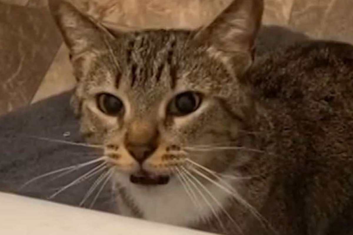 Chloe la gattina che cerca di “salvare” la sua amica umana dall’annegamento